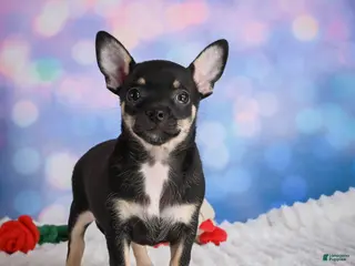 Chihuahua dogs for sale: Boone - Ad 2