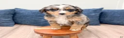 Mini Bernedoodle dogs for sale: Haven - Ad 2