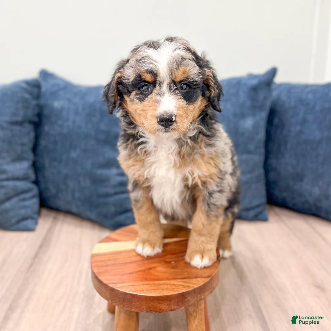 Mini Bernedoodle dogs for sale: Haven - Ad 2