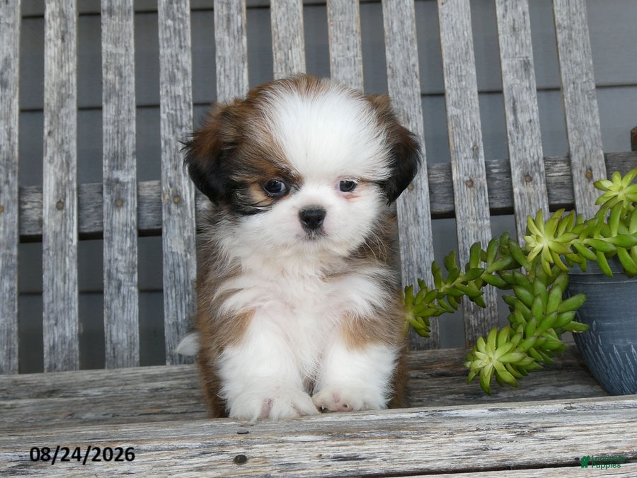 Shih Tzu dogs Atley - Ad 1
