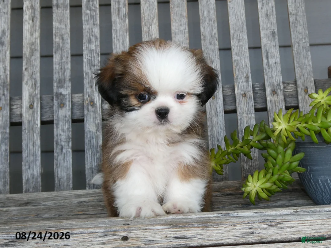 Shih Tzu dogs for sale: Atley - Ad 1