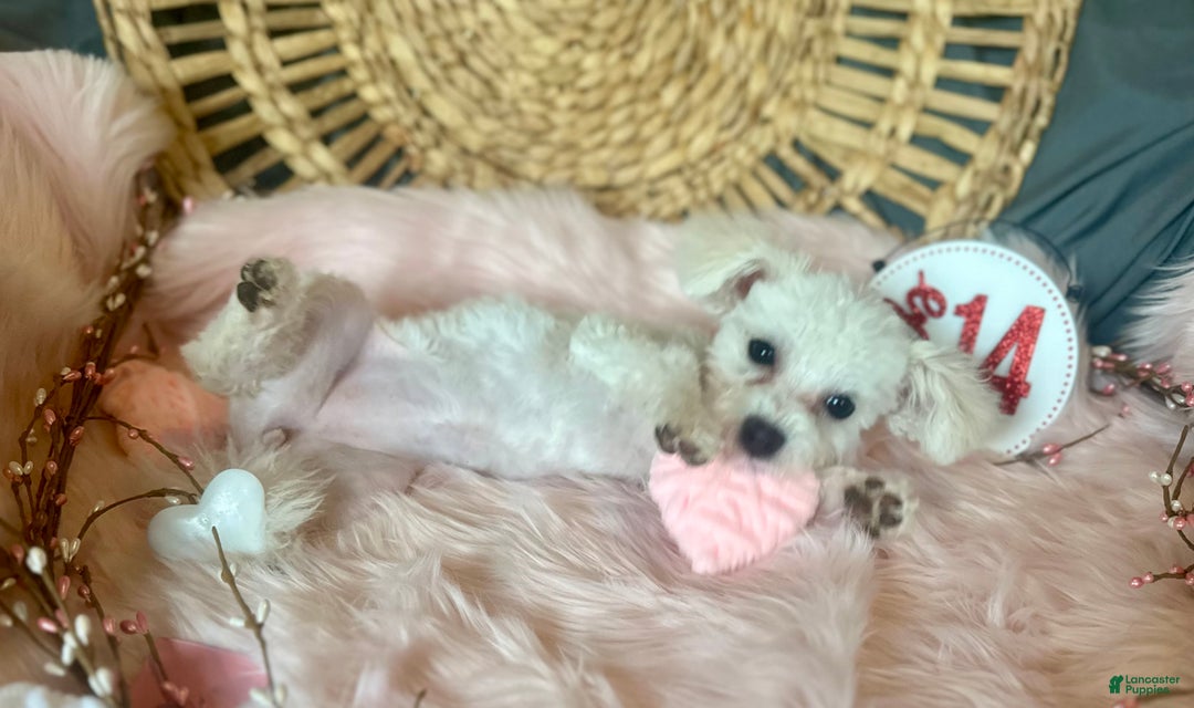 Maltipoo dogs for sale: Mopsie - Ad 9