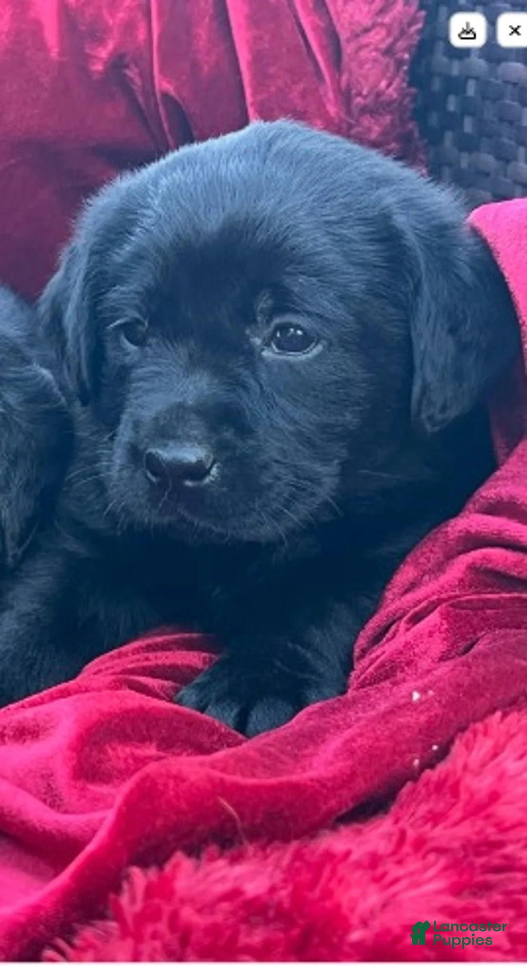 Labrador Retriever dogs for sale: Black Girl 2 - Ad 1
