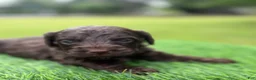 Cockapoo dogs for sale: Nash - Ad 4