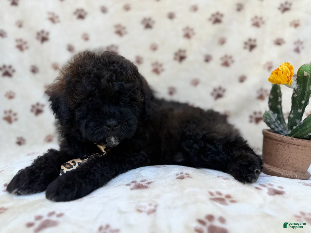 Shihpoo dogs for sale: Buddy - Ad 8