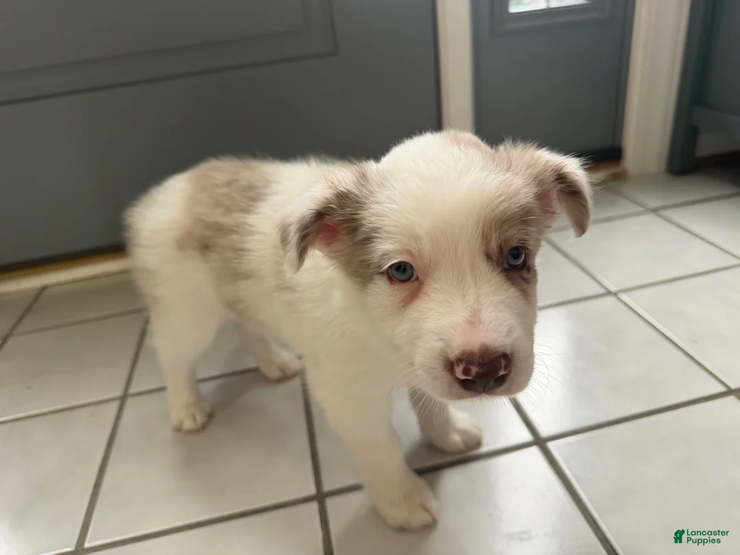 Border Collie dogs for sale: Loki - Ad 2