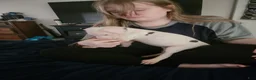 Great Dane dogs for sale: Great Dane 5 - Ad 6