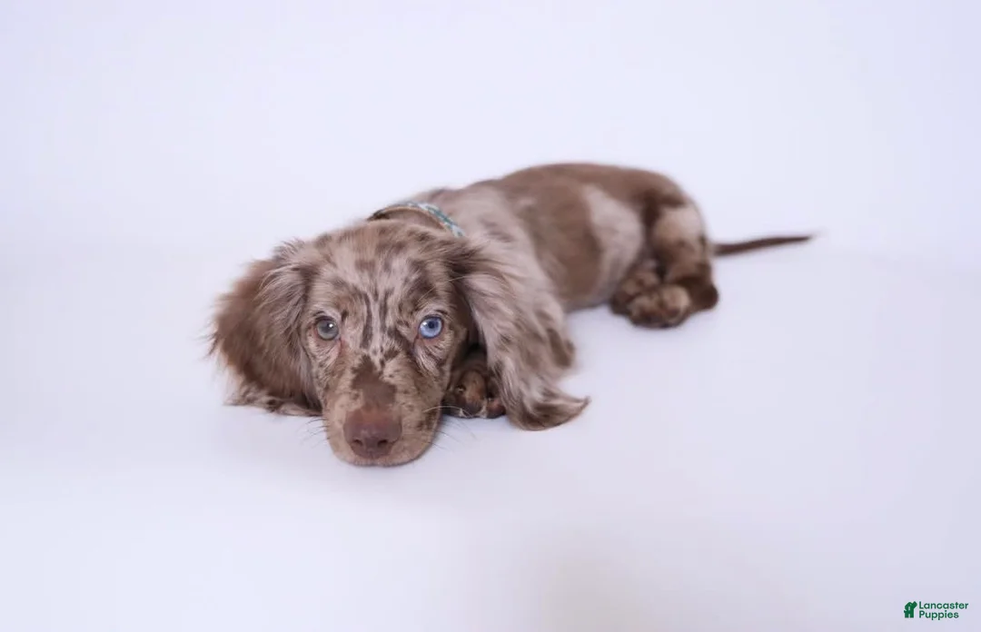 Miniature Dachshund dogs for sale: Lucien - Ad 2