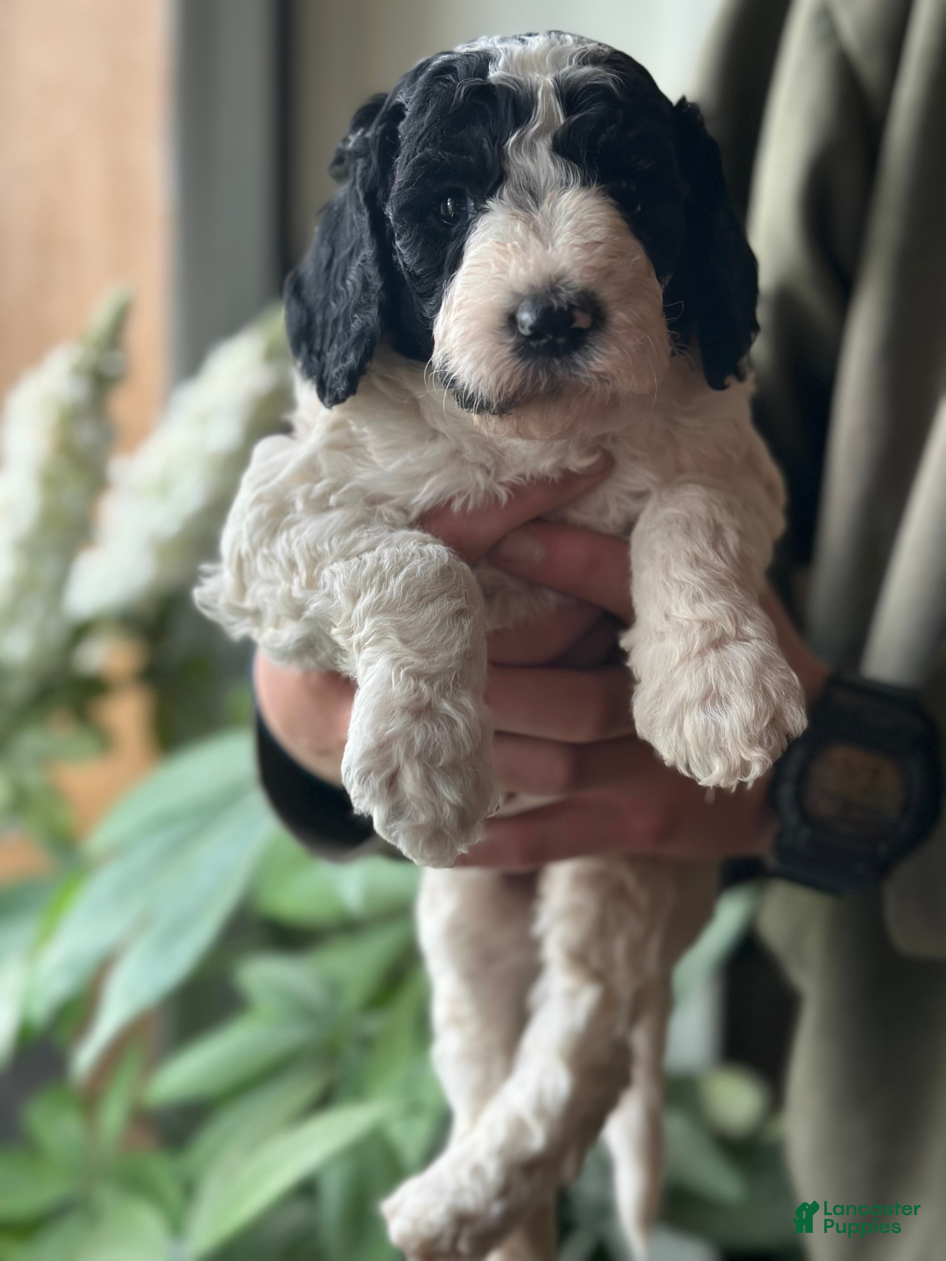 Standard Poodle dogs Standard Poodle Puppy 5 - Ad 1