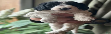 Standard Poodle Puppy 5