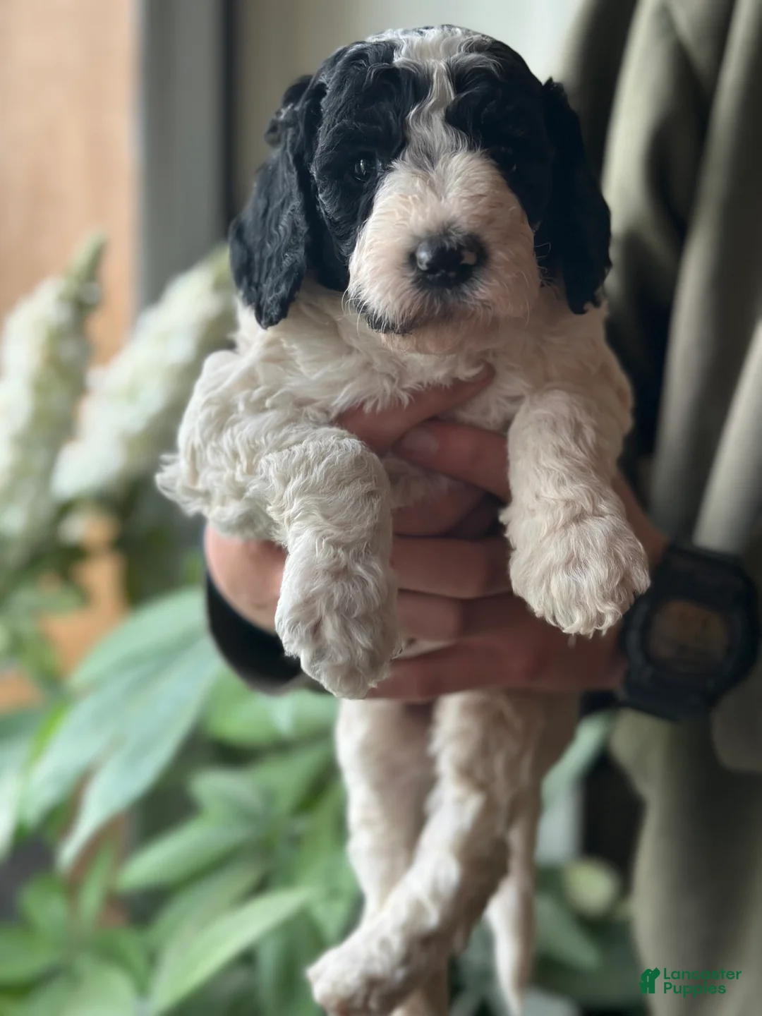 Standard Poodle dogs for sale: Standard Poodle Puppy 5 - Ad 1