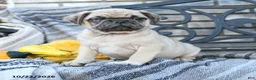 Pug dogs for sale: Dr Snuffles - Ad 3