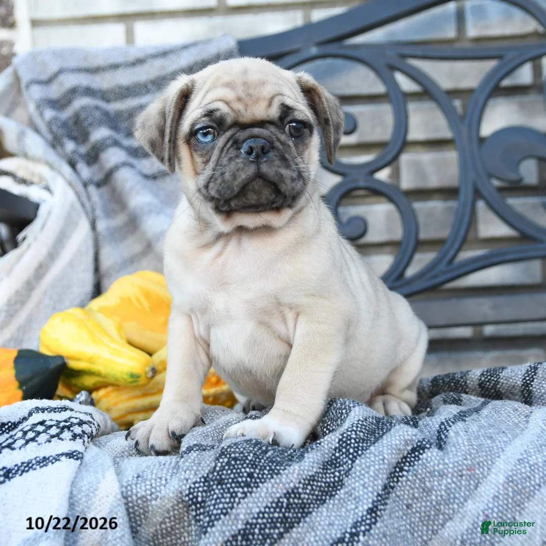 Pug dogs for sale: Dr Snuffles - Ad 3