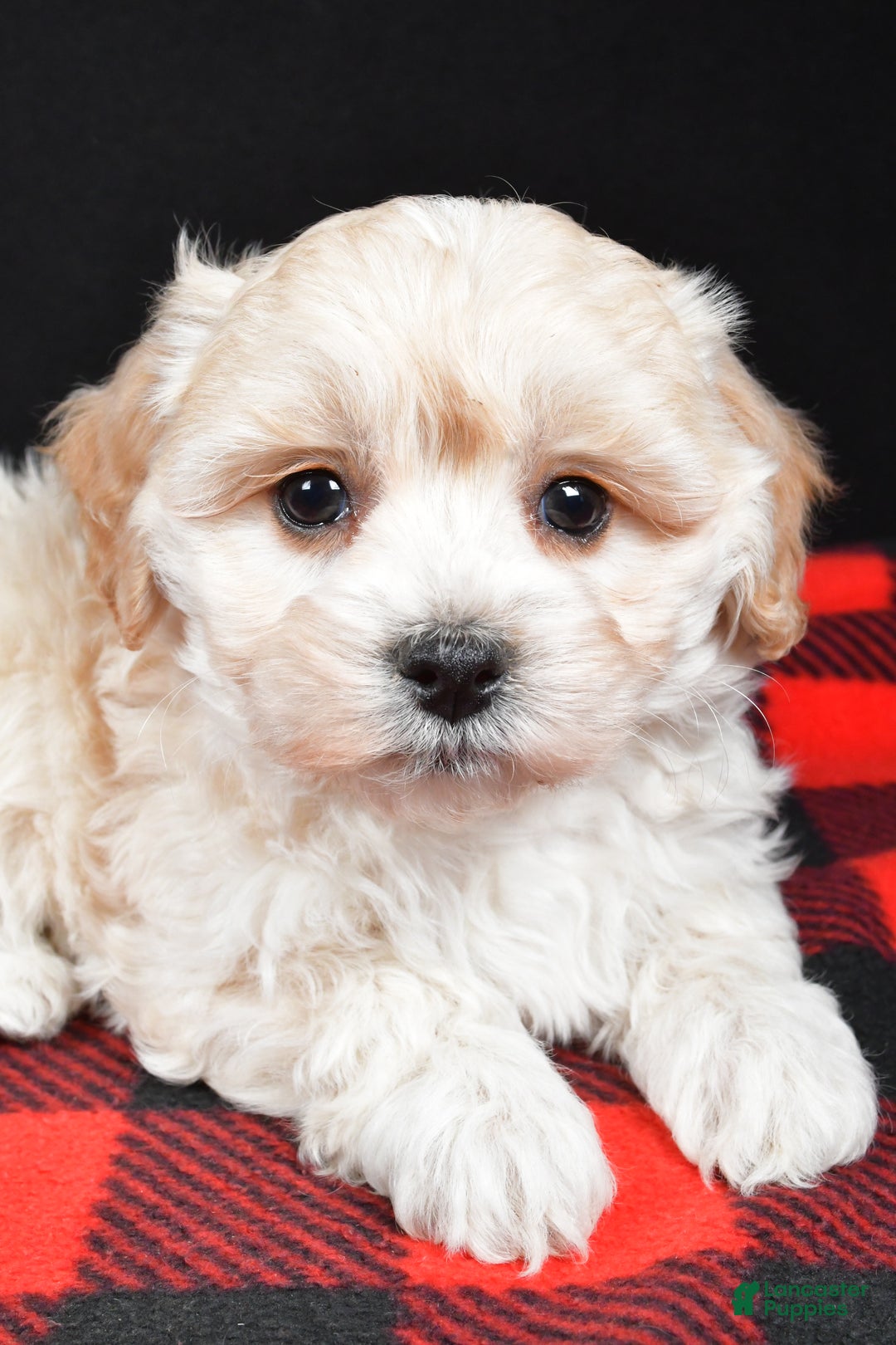 Maltipoo dogs for sale: Finley - Ad 5