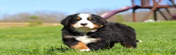 Bernese Mountain Dog dogs for sale: Jake - Ad 7