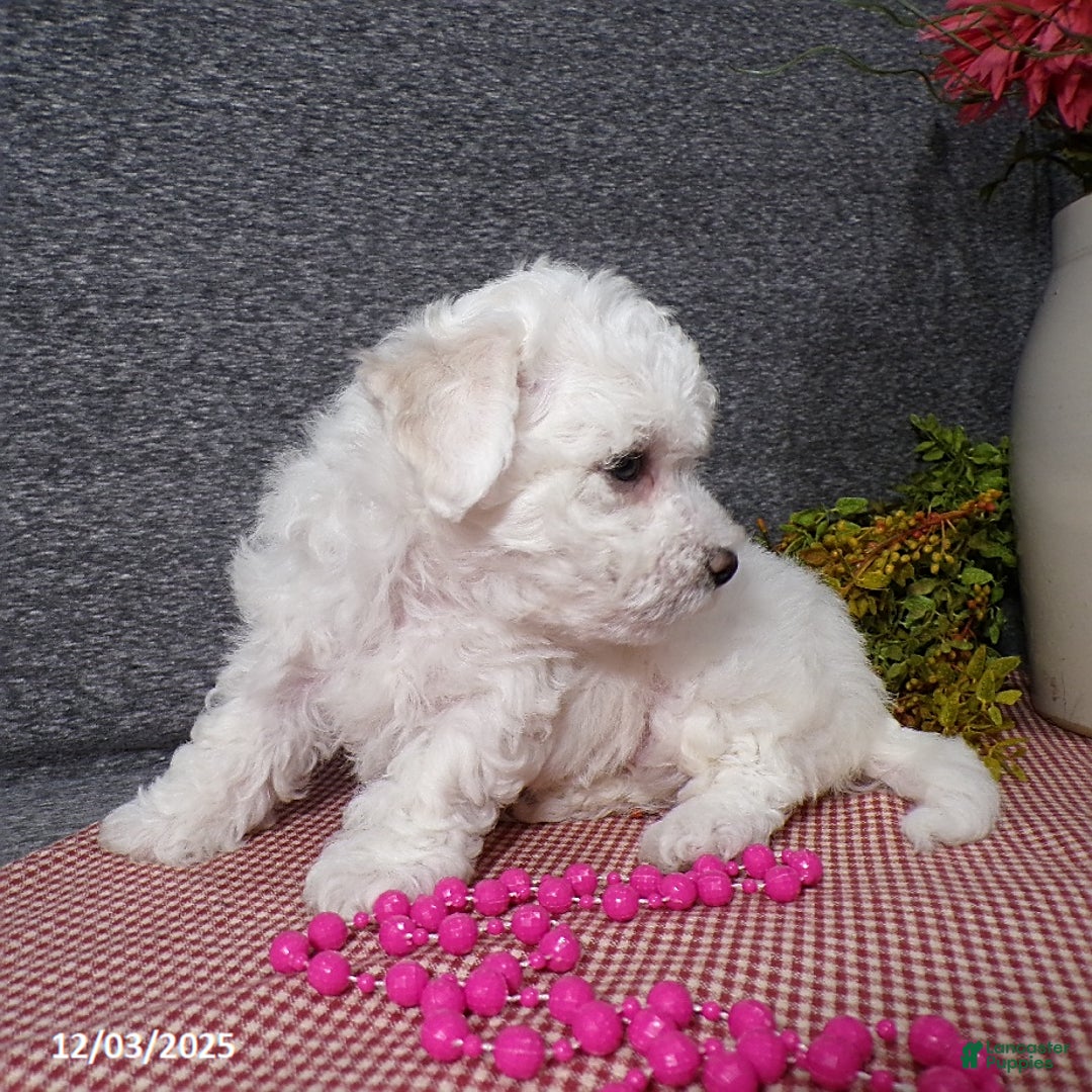 Bichon Frise dogs for sale: Snowy - Ad 6