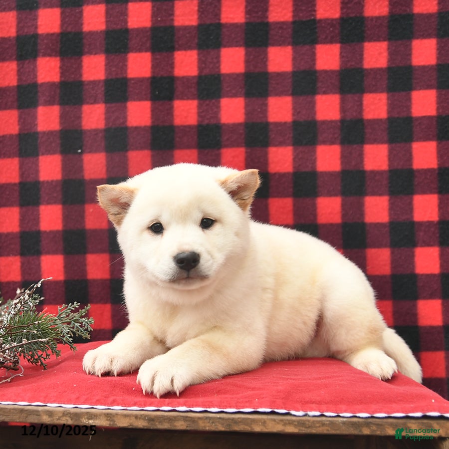 Shiba Inu dogs Ricky  - Ad 40