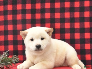 Shiba Inu dogs Ricky - Ad 12