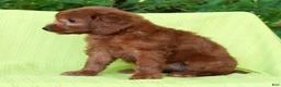 Mini Goldendoodle dogs for sale: Addy - Ad 9