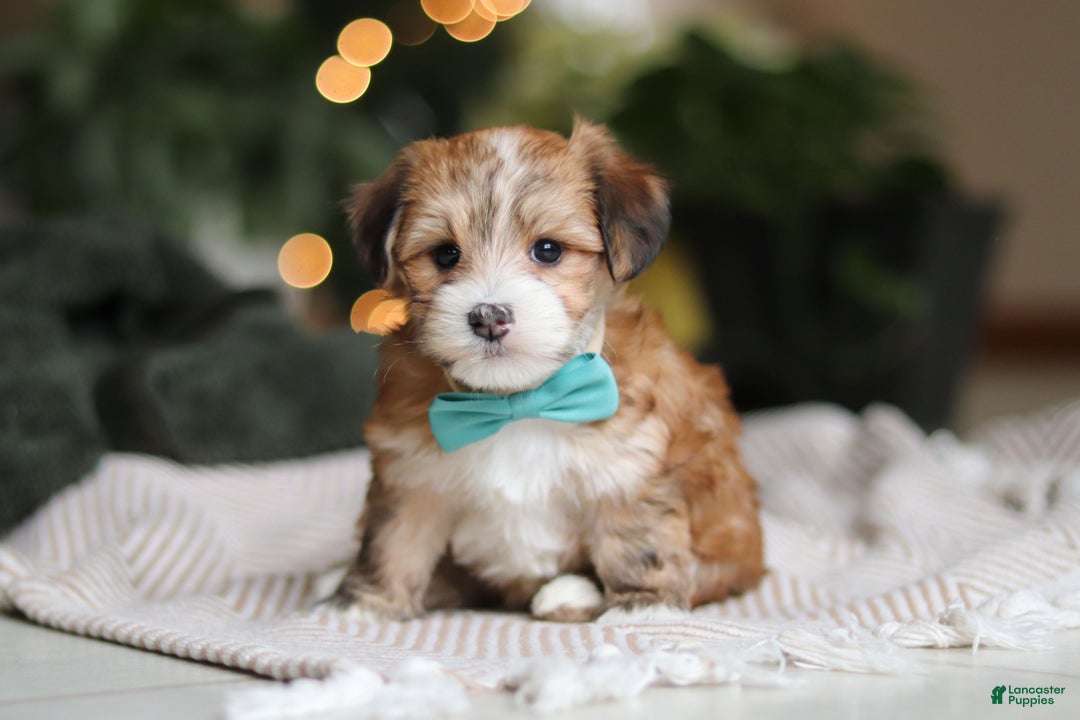 Morkie dogs for sale: Tyson - Ad 1