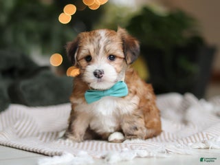 Morkie dogs Tyson - Ad 8