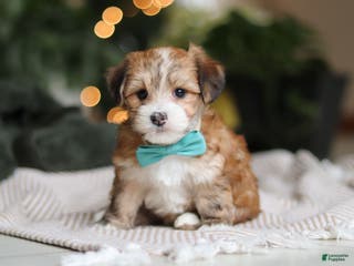 Morkie dogs Tyson - Ad 31