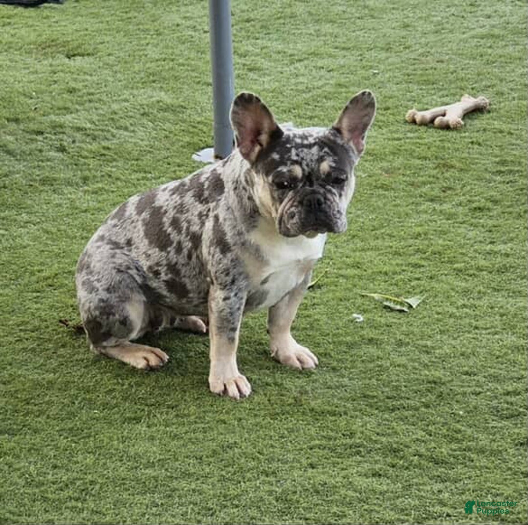 French Bulldog dogs for sale: Chocolate  - Ad 5