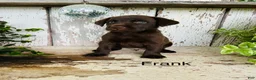 Labrador Retriever dogs for sale: Frank  - Ad 1