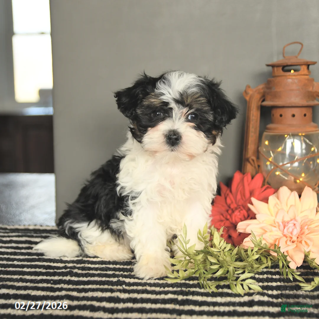 Maltipoo dogs for sale: Fudge - Ad 1