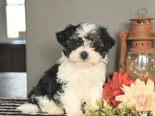 Maltipoo dogs for sale: Fudge - Ad 4