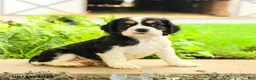 English Cocker Spaniel dogs for sale: Lance  - Ad 2