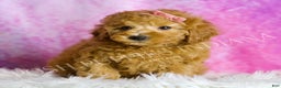 Miniature Poodle dogs for sale: Mango - Ad 4