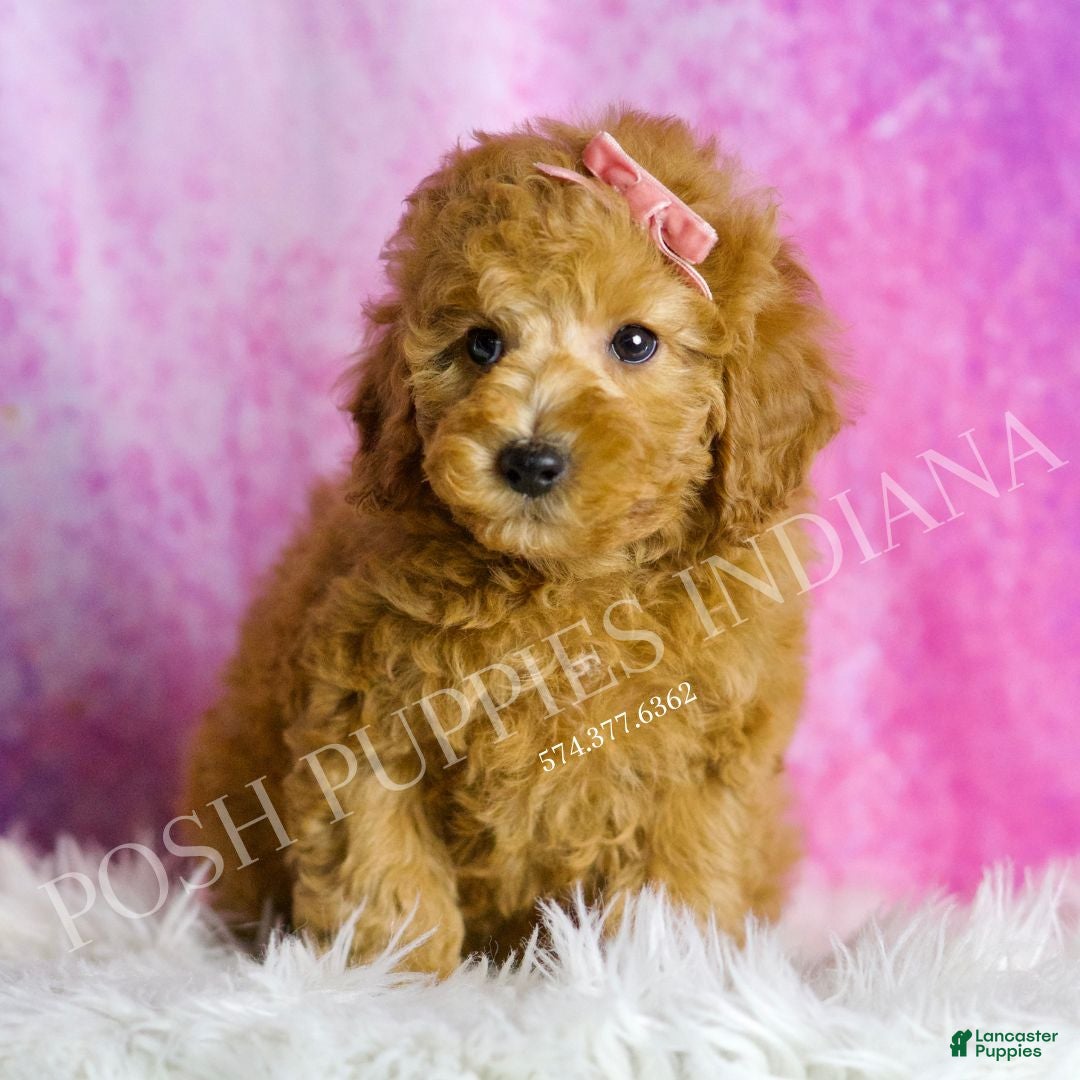 Miniature Poodle dogs for sale: Mango - Ad 4