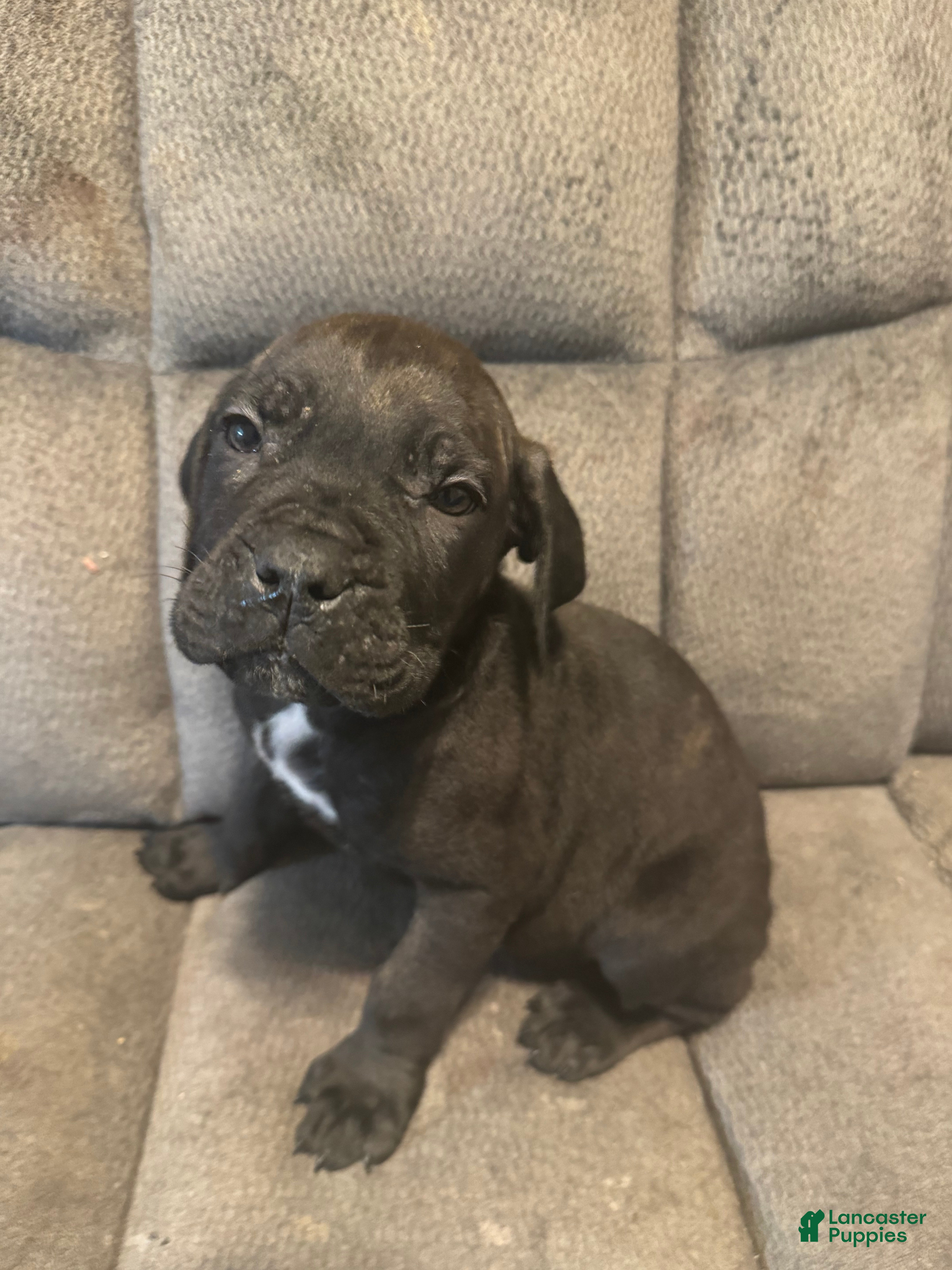 Cane Corso dogs for sale: Cane Corso Puppy 3 - Ad 3