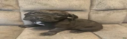 Cane Corso dogs for sale: Cane Corso Puppy 3 - Ad 1