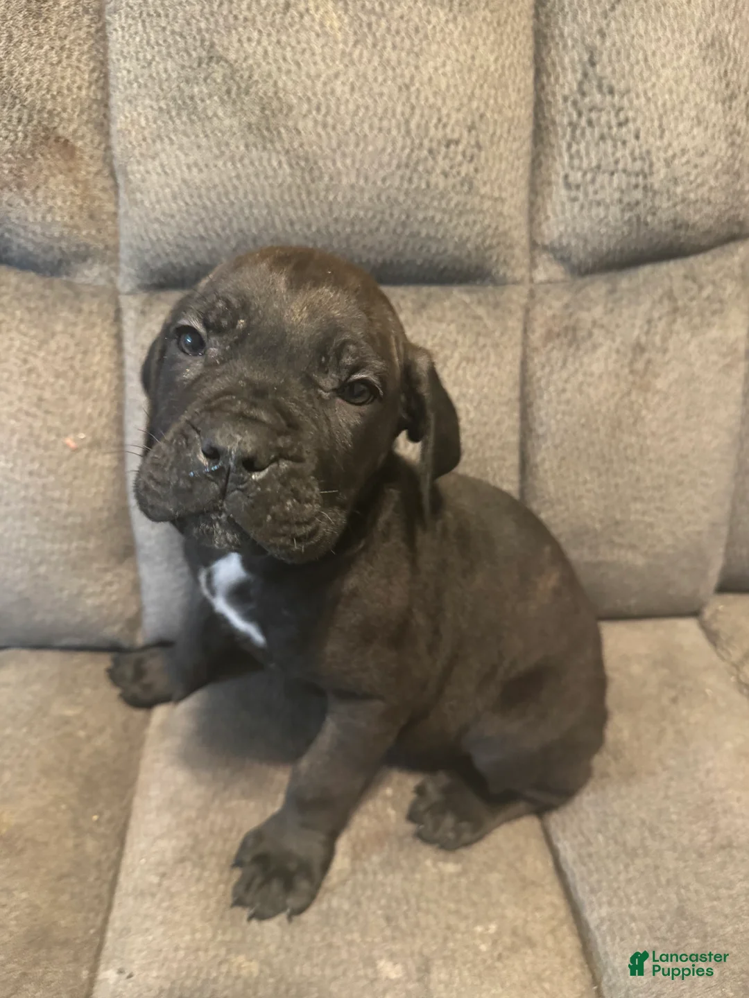 Cane Corso dogs for sale: Cane Corso Puppy 3 - Ad 1