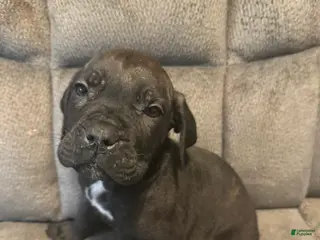 Cane Corso dogs for sale: Cane Corso Puppy 3 - Ad 3
