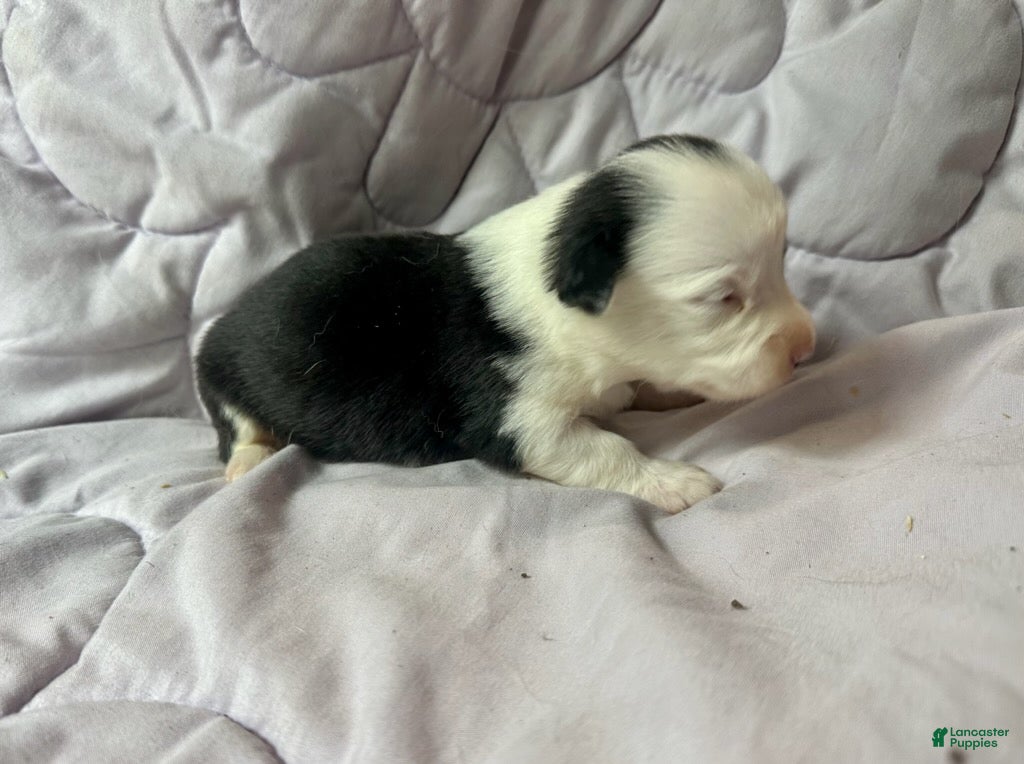 American Corgi dogs Trindle mismark male - Ad 2