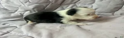 American Corgi dogs for sale: Trindle mismark male - Ad 2