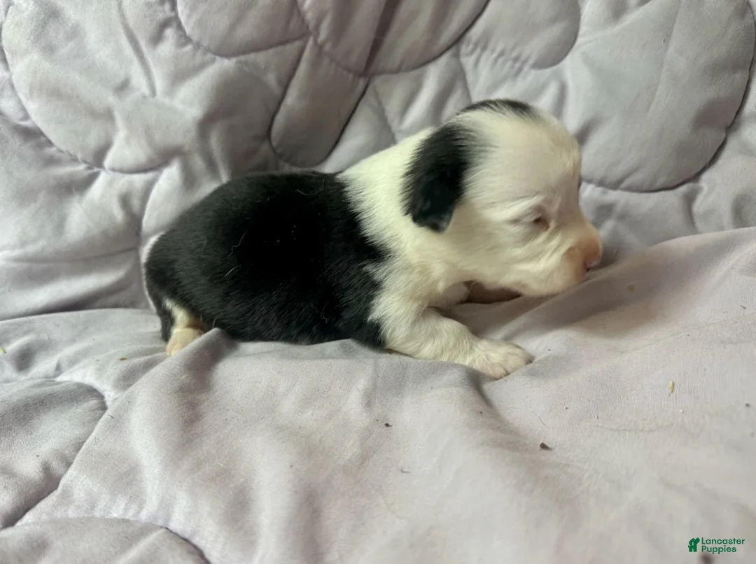 American Corgi dogs for sale: Trindle mismark male - Ad 2