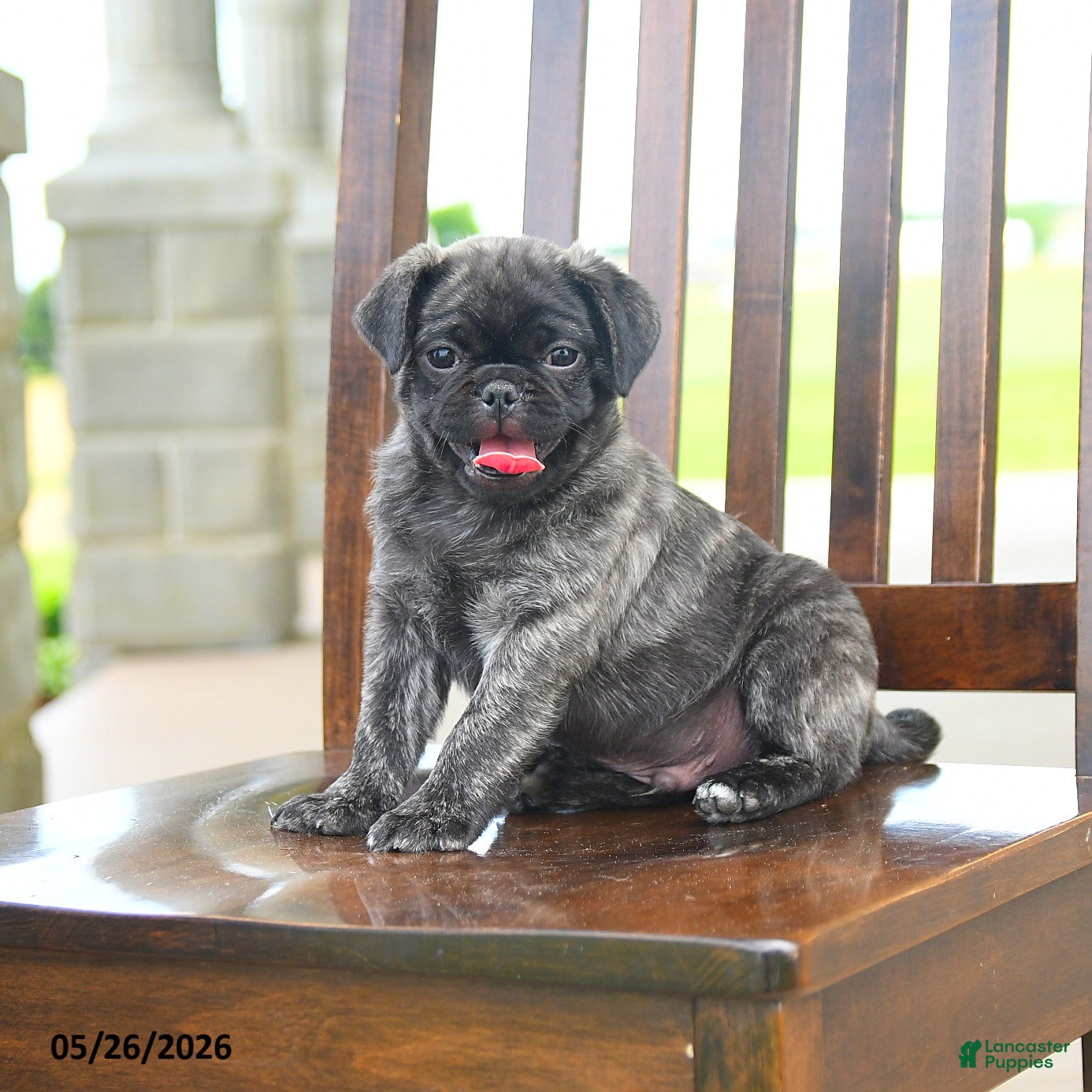 Pug dogs Farlo - Ad 2