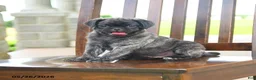 Pug dogs for sale: Farlo - Ad 2