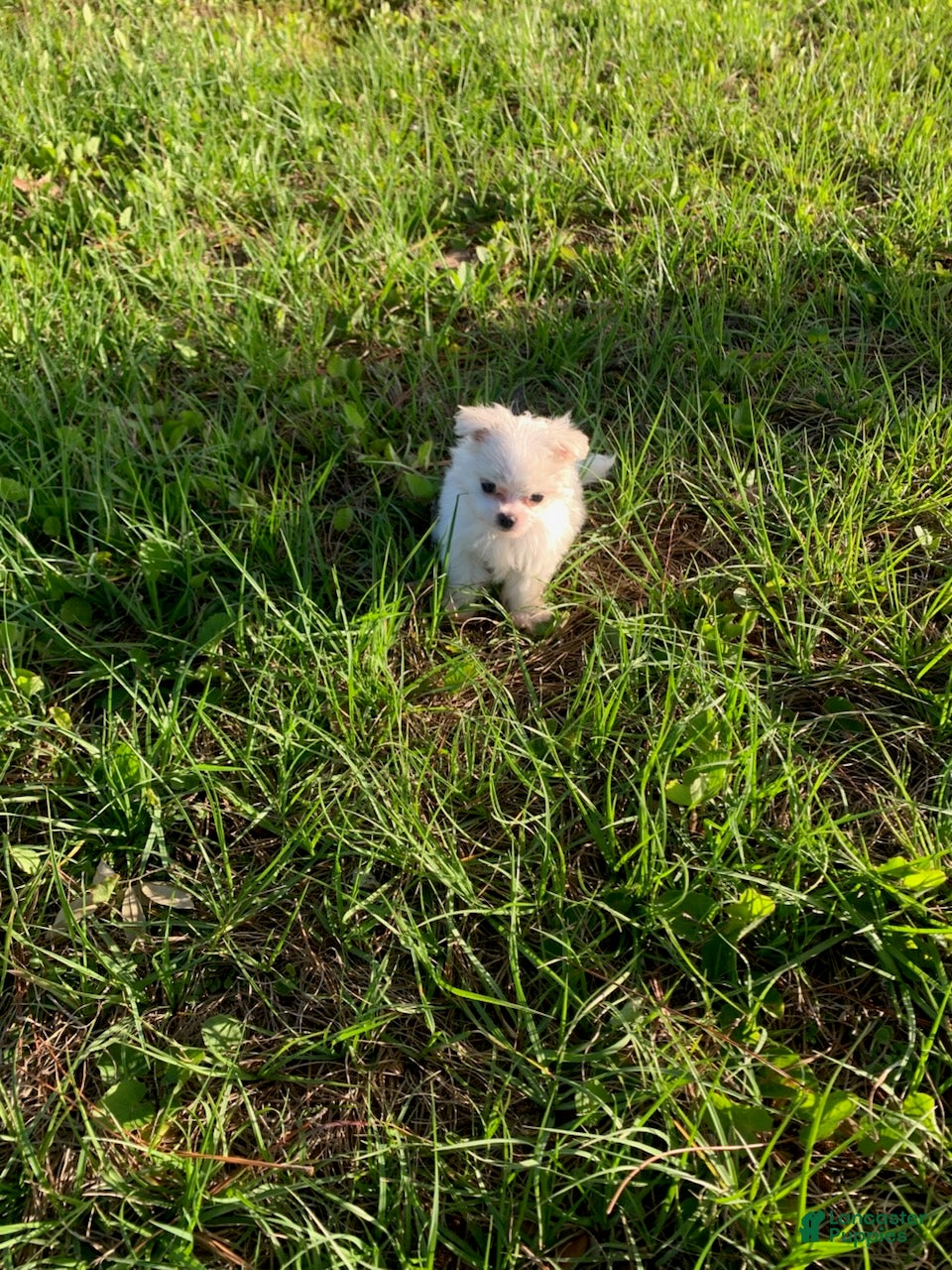 Maltese dogs for sale: David - Ad 3