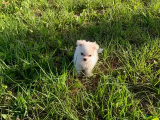 Maltese dogs for sale: David - Ad 3