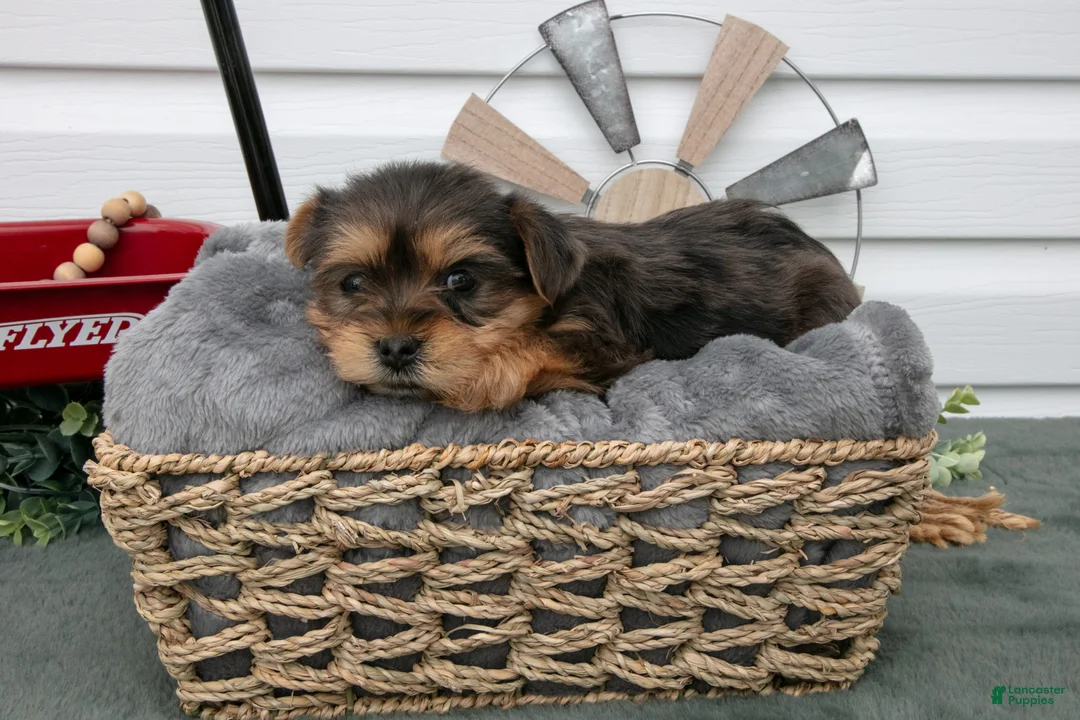 Yorkiepoo dogs for sale: Tessa - Ad 3