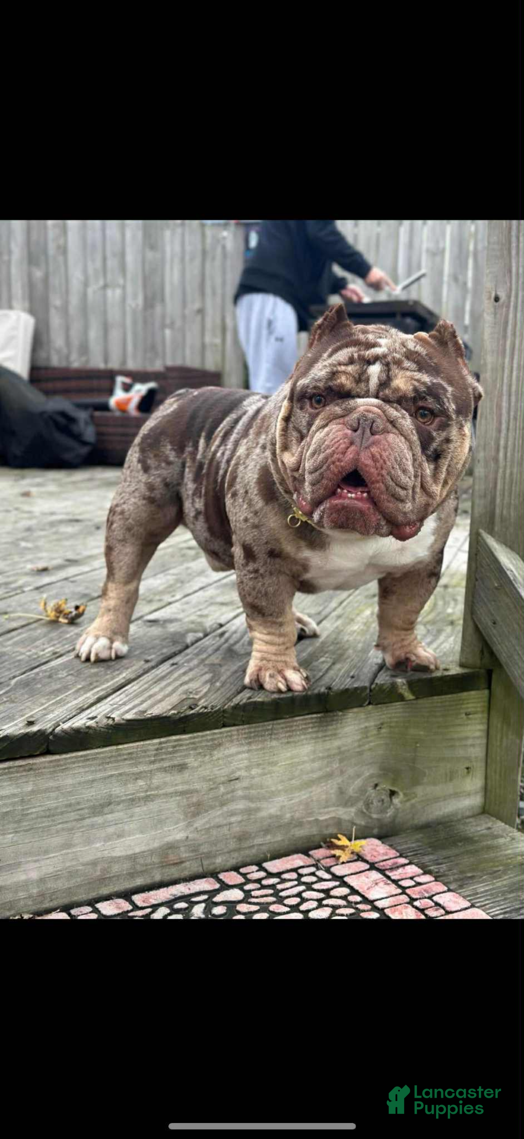 American Bully dogs for sale: American Bully Puppy 2 - Ad 3