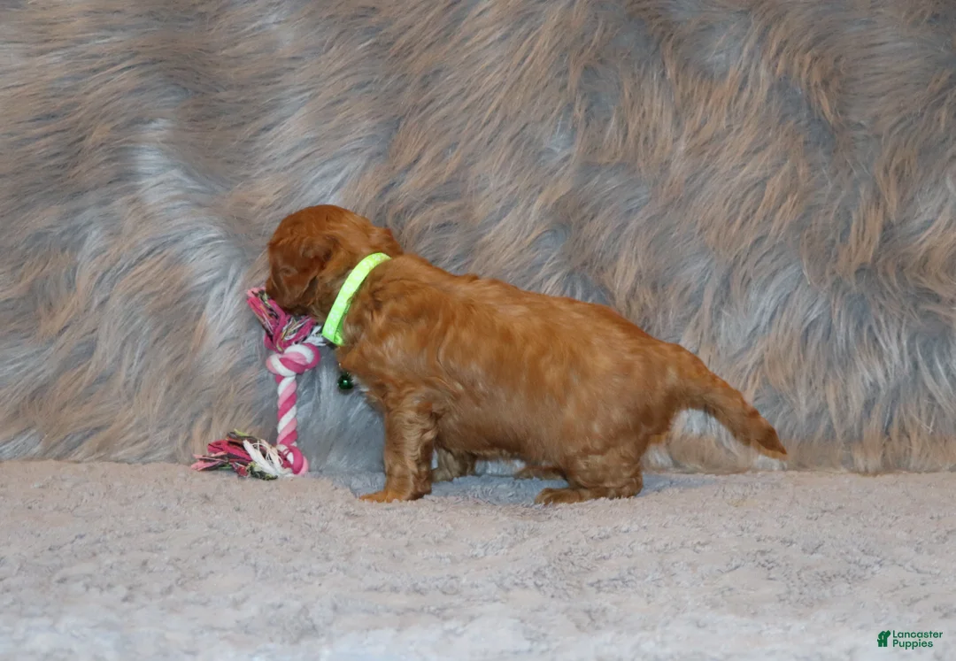 Mini Goldendoodle dogs for sale: Whiskers 🌷 Genetic Clear Parents - Ad 10