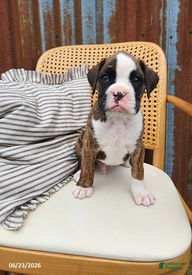 Boxer dogs Chance - Ad 1