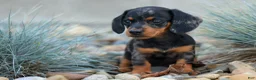 Miniature Dachshund dogs for sale:  Tilly 🎀 - Ad 4