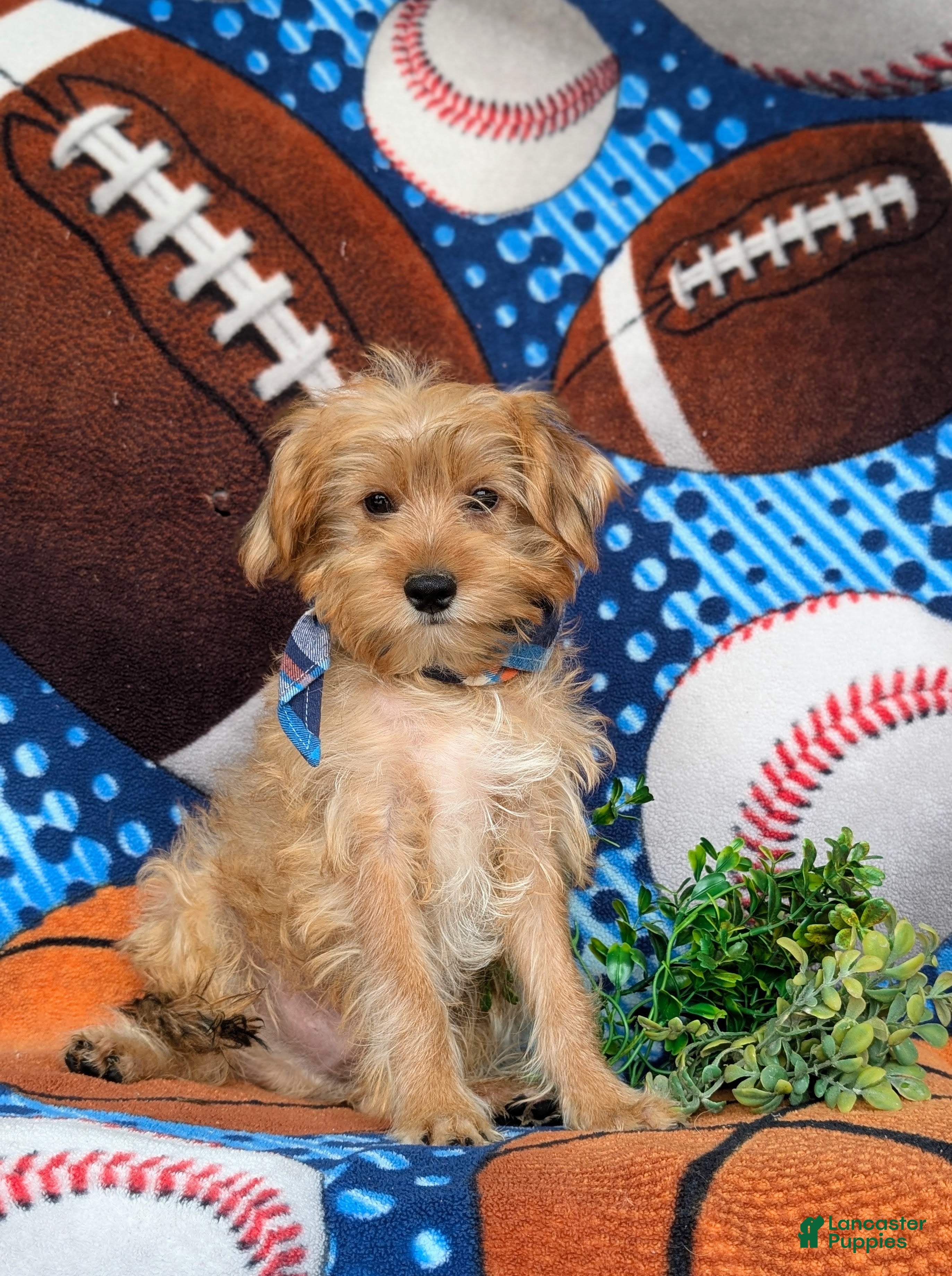 Shorkie dogs Ludlow Hypoallergenic - Ad 1